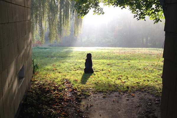 Photo of silhouette of Nate's dog